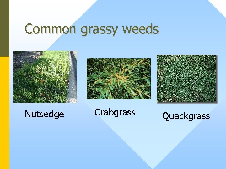 Common grassy weeds Nutsedge Crabgrass Quackgrass 