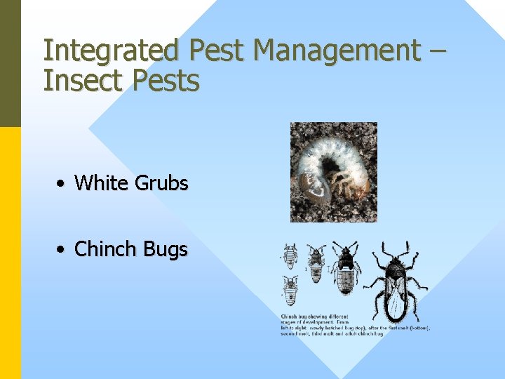 Integrated Pest Management – Insect Pests • White Grubs • Chinch Bugs 