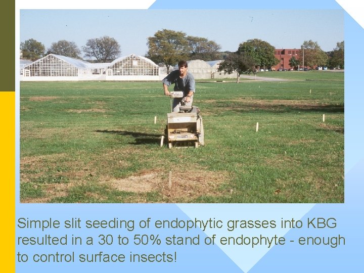 Simple slit seeding of endophytic grasses into KBG resulted in a 30 to 50%