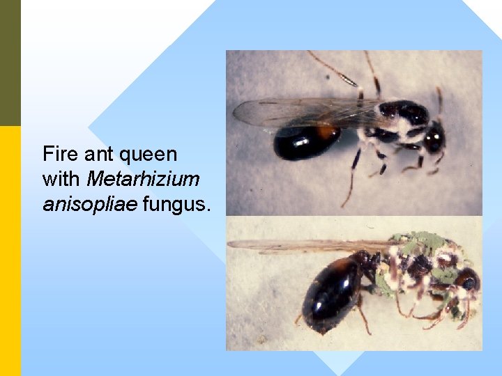 Fire ant queen with Metarhizium anisopliae fungus. 