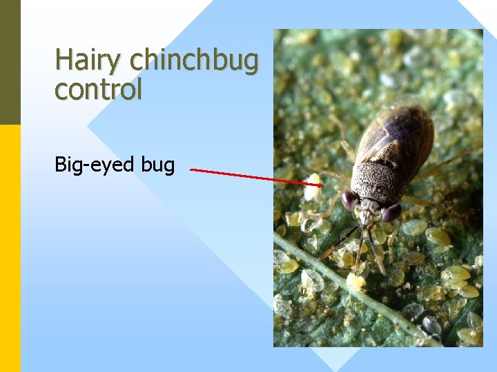 Hairy chinchbug control Big-eyed bug 