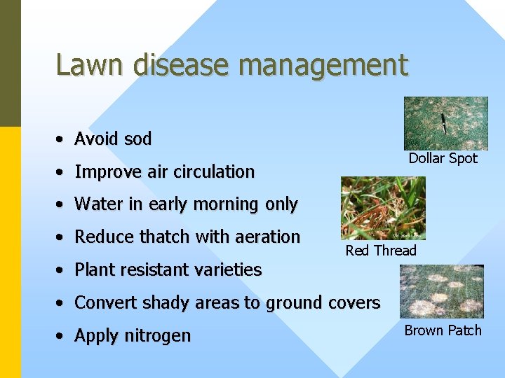 Lawn disease management • Avoid sod Dollar Spot • Improve air circulation • Water