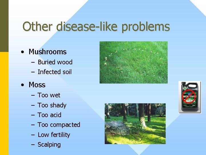 Other disease-like problems • Mushrooms – Buried wood – Infected soil • Moss –
