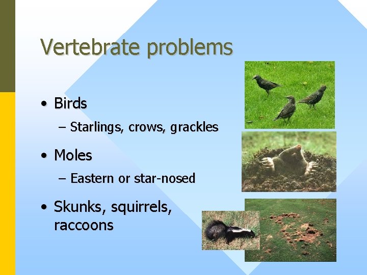 Vertebrate problems • Birds – Starlings, crows, grackles • Moles – Eastern or star-nosed