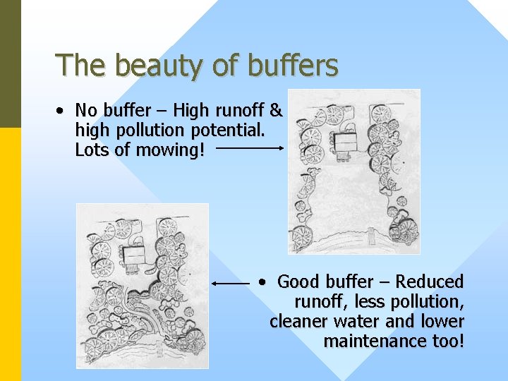 The beauty of buffers • No buffer – High runoff & high pollution potential.