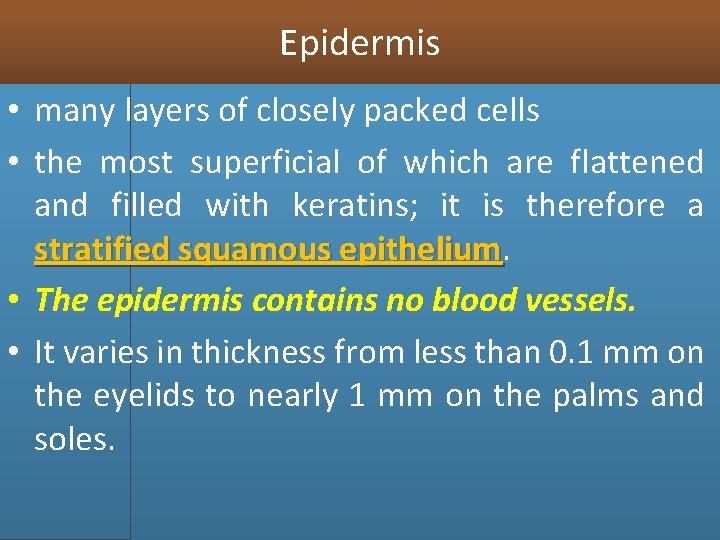 Epidermis • many layers of closely packed cells • the most superficial of which