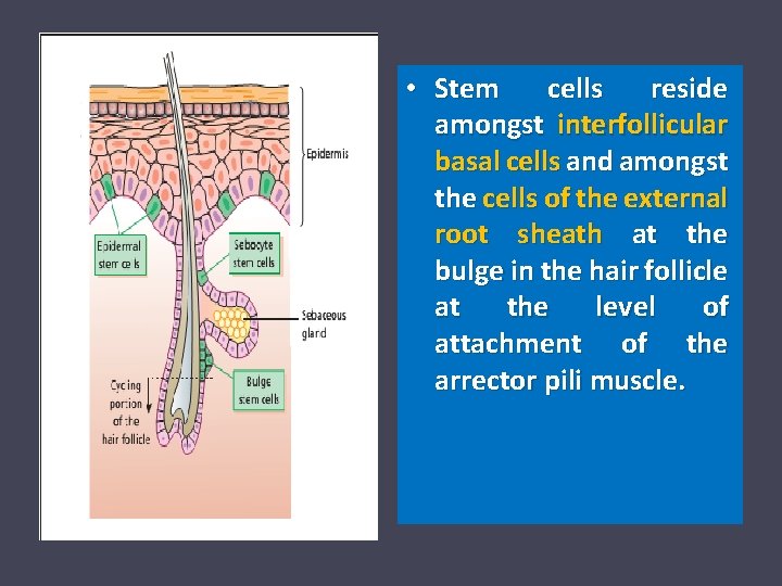  • Stem cells reside amongst interfollicular basal cells and amongst the cells of