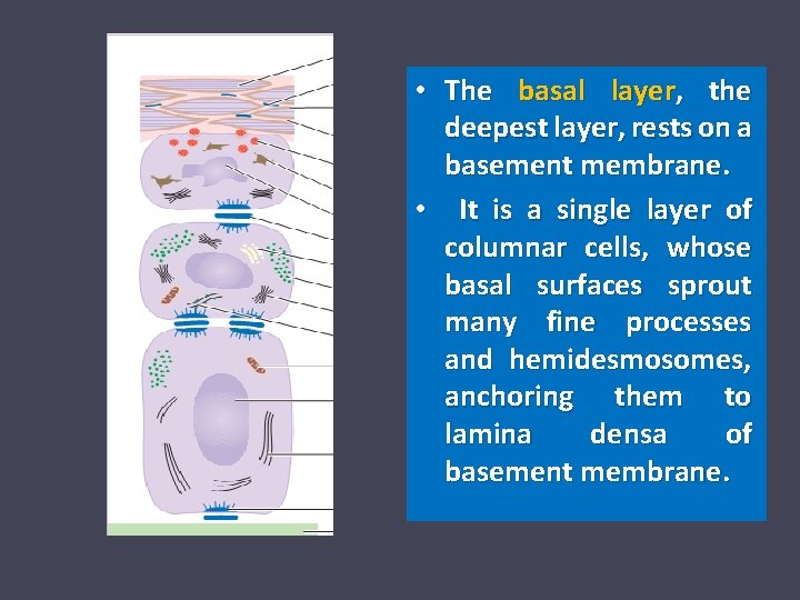  • The basal layer, the deepest layer, rests on a basement membrane. •