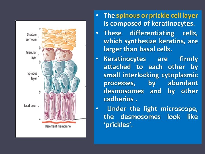  • The spinous or prickle cell layer is composed of keratinocytes. • These