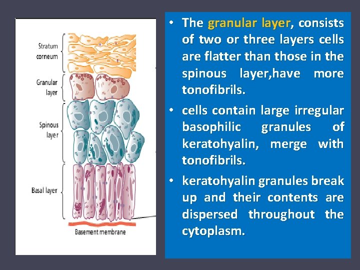  • The granular layer, consists of two or three layers cells are flatter