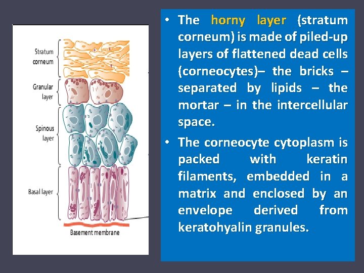  • The horny layer (stratum corneum) is made of piled-up layers of flattened