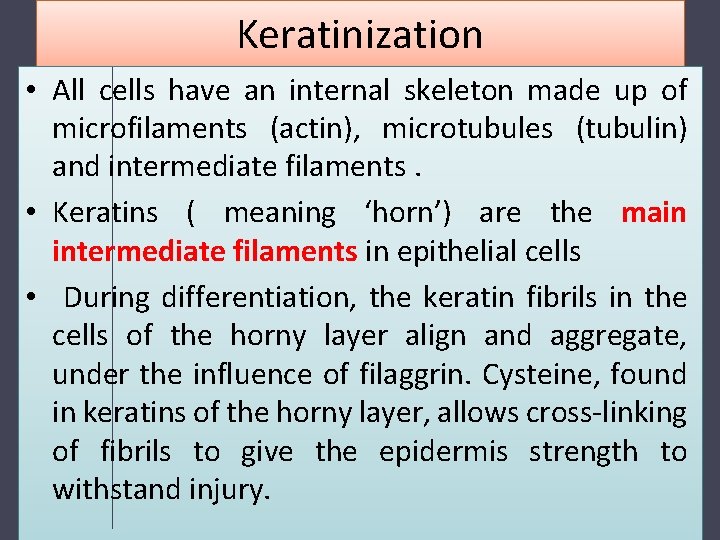 Keratinization • All cells have an internal skeleton made up of microfilaments (actin), microtubules