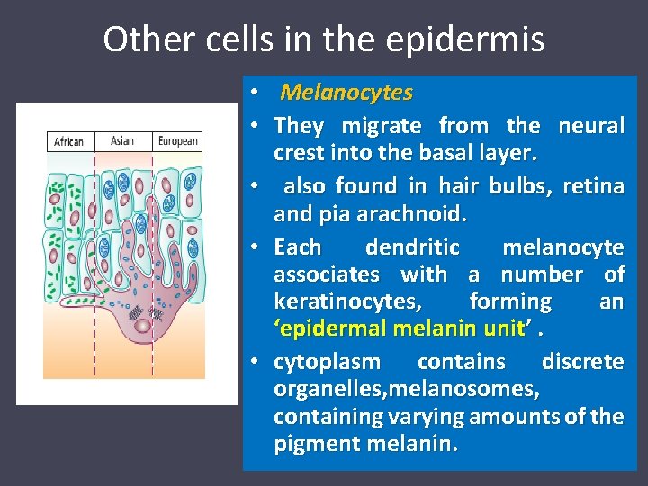 Other cells in the epidermis • Melanocytes • They migrate from the neural crest