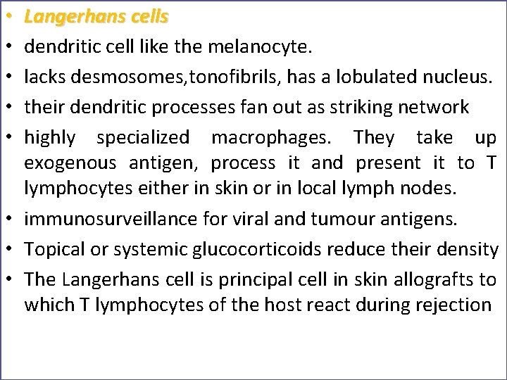 Langerhans cells dendritic cell like the melanocyte. lacks desmosomes, tonofibrils, has a lobulated nucleus.