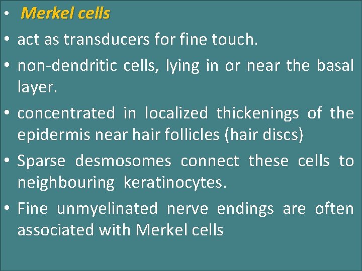  • Merkel cells • act as transducers for fine touch. • non-dendritic cells,