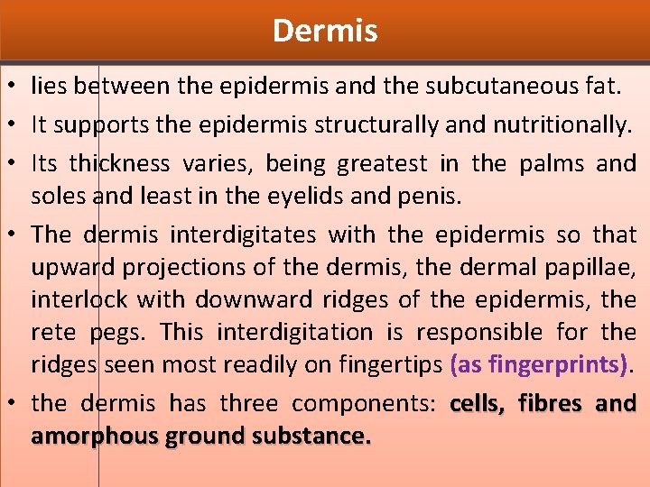 Dermis • lies between the epidermis and the subcutaneous fat. • It supports the