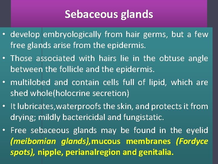 Sebaceous glands • develop embryologically from hair germs, but a few free glands arise