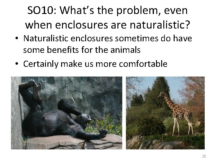 SO 10: What’s the problem, even when enclosures are naturalistic? • Naturalistic enclosures sometimes