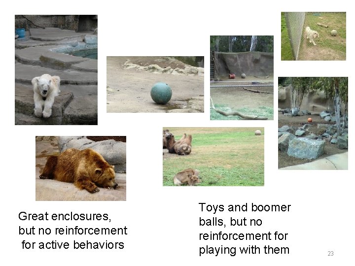 Great enclosures, but no reinforcement for active behaviors Toys and boomer balls, but no