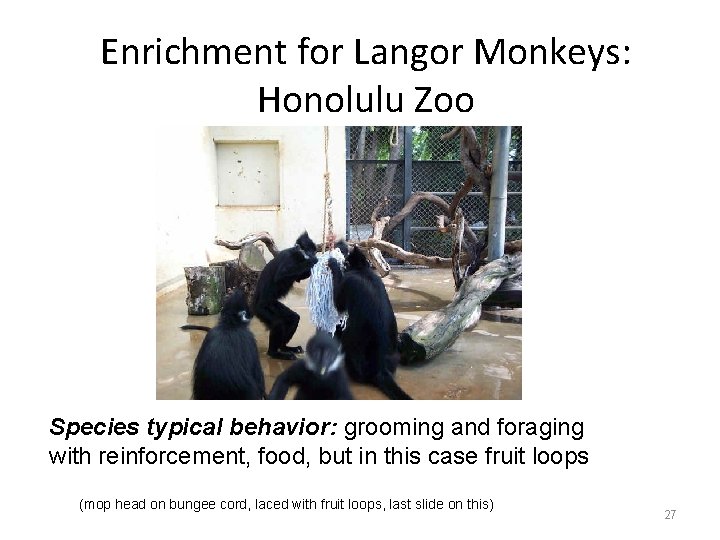 Enrichment for Langor Monkeys: Honolulu Zoo Species typical behavior: grooming and foraging with reinforcement,