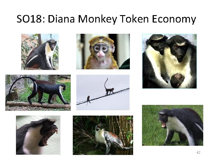 SO 18: Diana Monkey Token Economy 42 