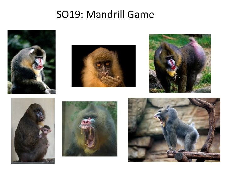 SO 19: Mandrill Game 46 