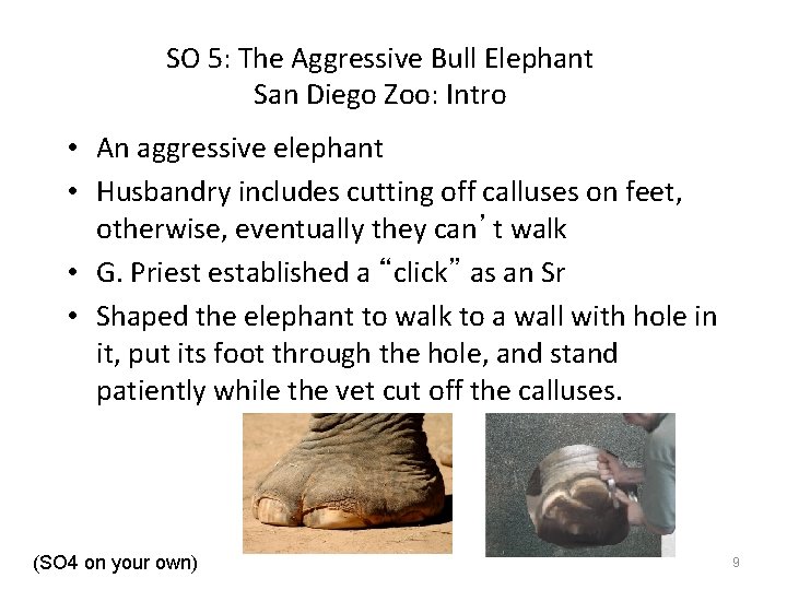 SO 5: The Aggressive Bull Elephant San Diego Zoo: Intro • An aggressive elephant