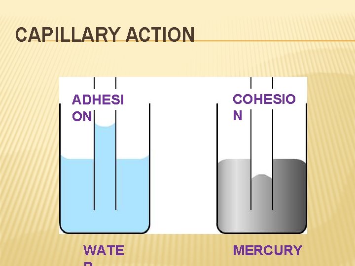 CAPILLARY ACTION ADHESI ON WATE COHESIO N MERCURY 