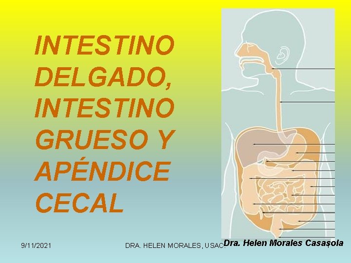 INTESTINO DELGADO, INTESTINO GRUESO Y APÉNDICE CECAL 9/11/2021 DRA. HELEN MORALES, USAC. Dra. Helen