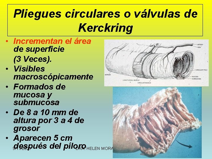 Pliegues circulares o válvulas de Kerckring • Incrementan el área de superficie (3 Veces).