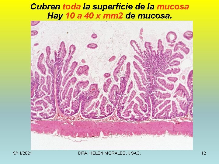 Cubren toda la superficie de la mucosa Hay 10 a 40 x mm 2