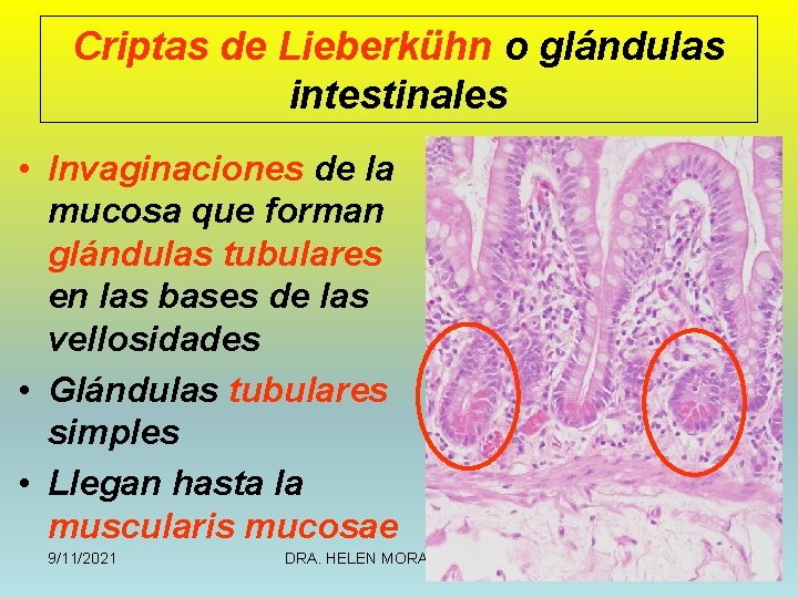 Criptas de Lieberkühn o glándulas intestinales • Invaginaciones de la mucosa que forman glándulas