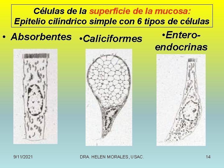 Células de la superficie de la mucosa: Epitelio cilíndrico simple con 6 tipos de