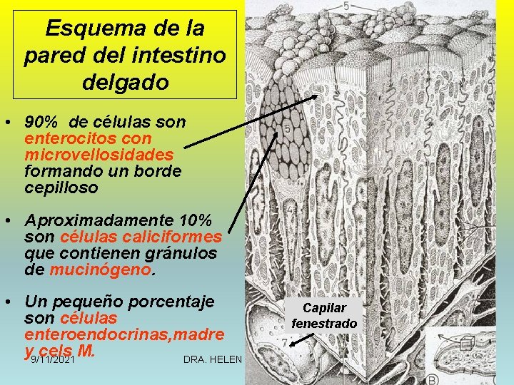 Esquema de la pared del intestino delgado • 90% de células son enterocitos con