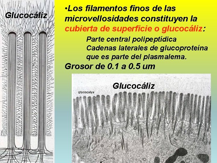 Glucocáliz • Los filamentos finos de las microvellosidades constituyen la cubierta de superficie o