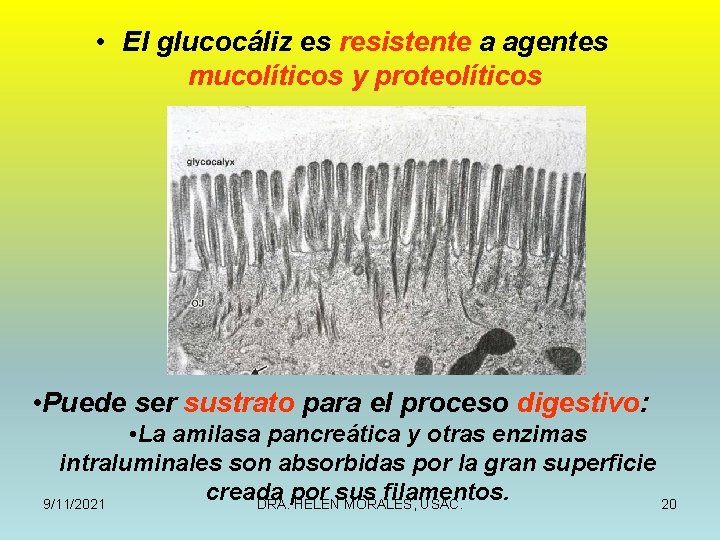  • El glucocáliz es resistente a agentes mucolíticos y proteolíticos • Puede ser