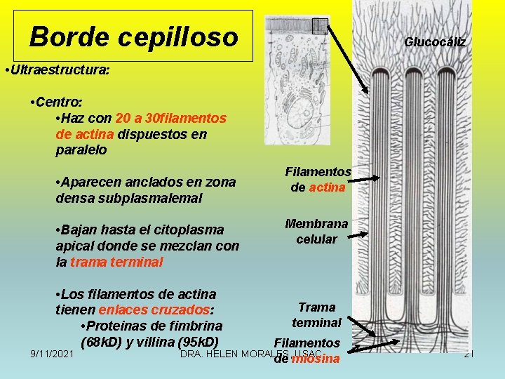 Borde cepilloso Glucocáliz • Ultraestructura: • Centro: • Haz con 20 a 30 filamentos