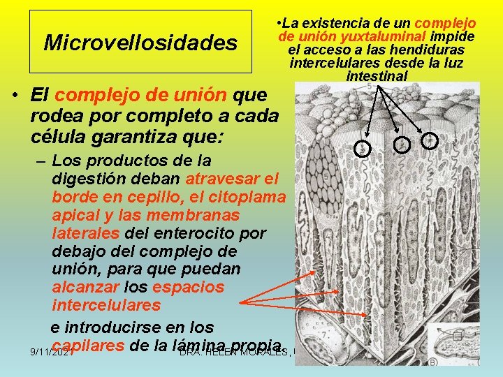 Microvellosidades • La existencia de un complejo de unión yuxtaluminal impide el acceso a