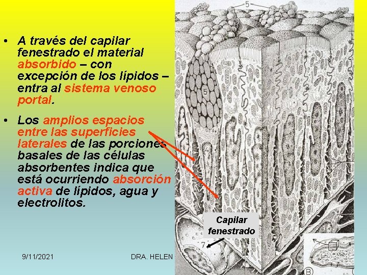  • A través del capilar fenestrado el material absorbido – con excepción de