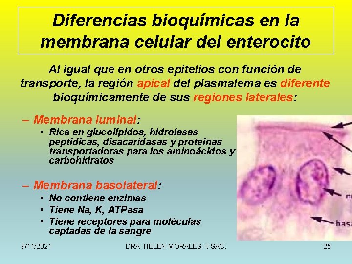 Diferencias bioquímicas en la membrana celular del enterocito Al igual que en otros epitelios