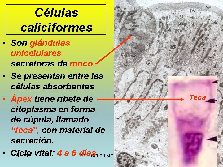 Células caliciformes • Son glándulas unicelulares secretoras de moco • Se presentan entre las