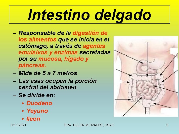 Intestino delgado – Responsable de la digestión de los alimentos que se inicia en