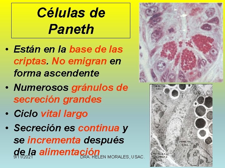 Células de Paneth • Están en la base de las criptas. No emigran en