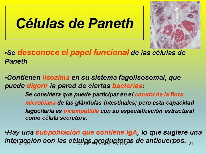 Células de Paneth • Se desconoce el papel funcional de las células de Paneth