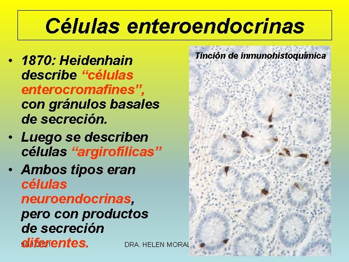 Células enteroendocrinas Tinción de inmunohistoquímica • 1870: Heidenhain describe “células enterocromafines”, con gránulos basales