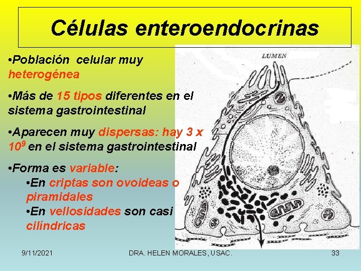 Células enteroendocrinas • Población celular muy heterogénea • Más de 15 tipos diferentes en