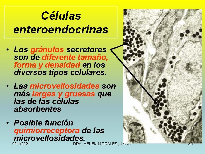 Células enteroendocrinas • Los gránulos secretores son de diferente tamaño, forma y densidad en