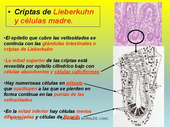  • Criptas de Lieberkuhn y células madre. • El epitelio que cubre las