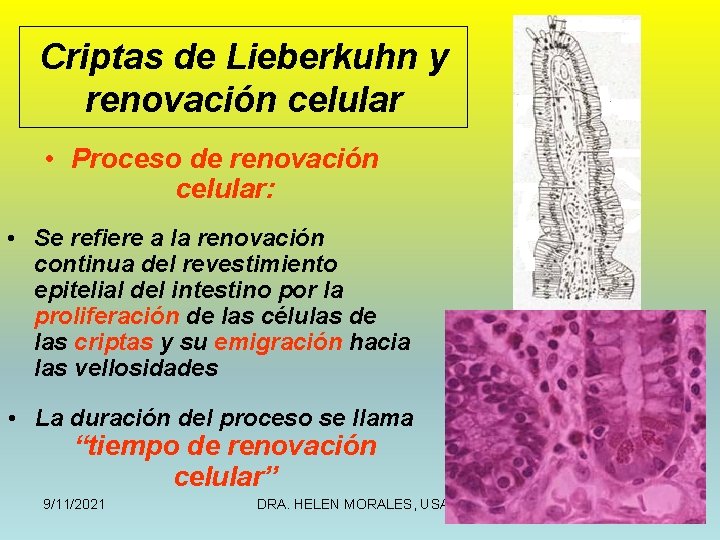 Criptas de Lieberkuhn y renovación celular • Proceso de renovación celular: • Se refiere