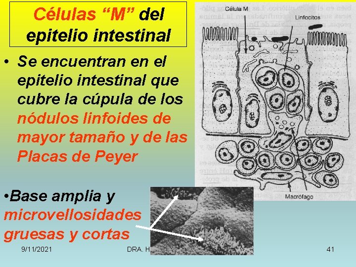 Células “M” del epitelio intestinal • Se encuentran en el epitelio intestinal que cubre